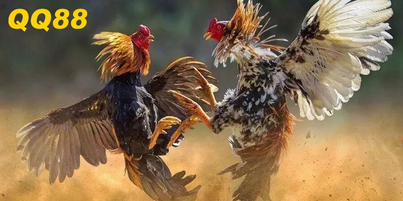 Cách tham gia chơi đá gà Thomo tại QQ88