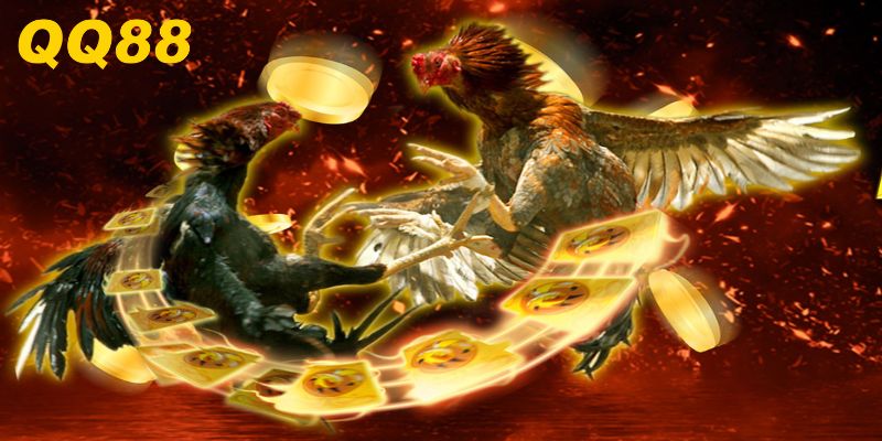 Đá Gà Thomo - Trò Chơi Cá Cược Đỉnh Cao, Kịch Tính