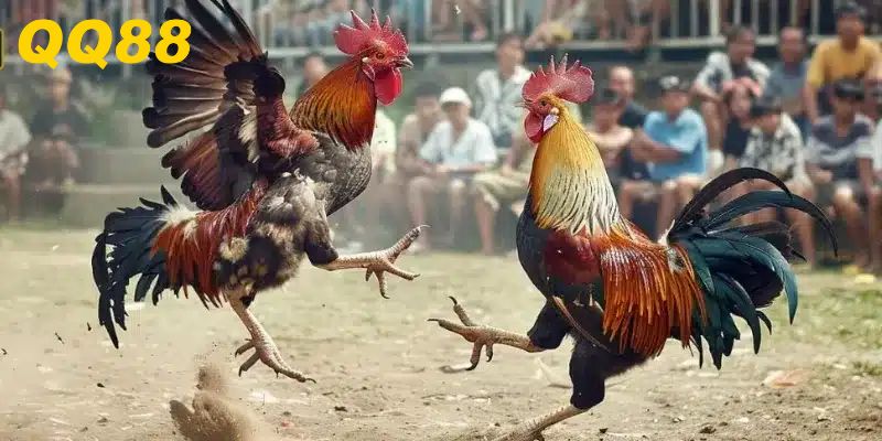 Giới thiệu về hình thức chơi đá gà Thomo