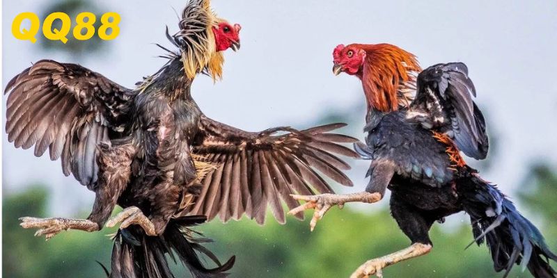 Giới thiệu đôi nét thông tin về sảnh game đá gà QQ88
