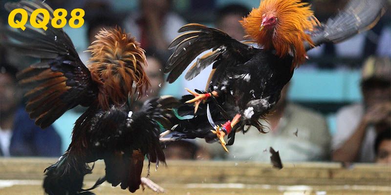 Những thông tin quan trọng cần biết khi cá cược đá gà Thomo