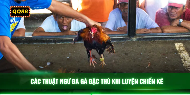 Các thuật ngữ đá gà đặc thù khi luyện chiến kê